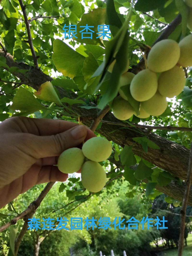 白果白果干果可食用白果种子批零皆免费发物流