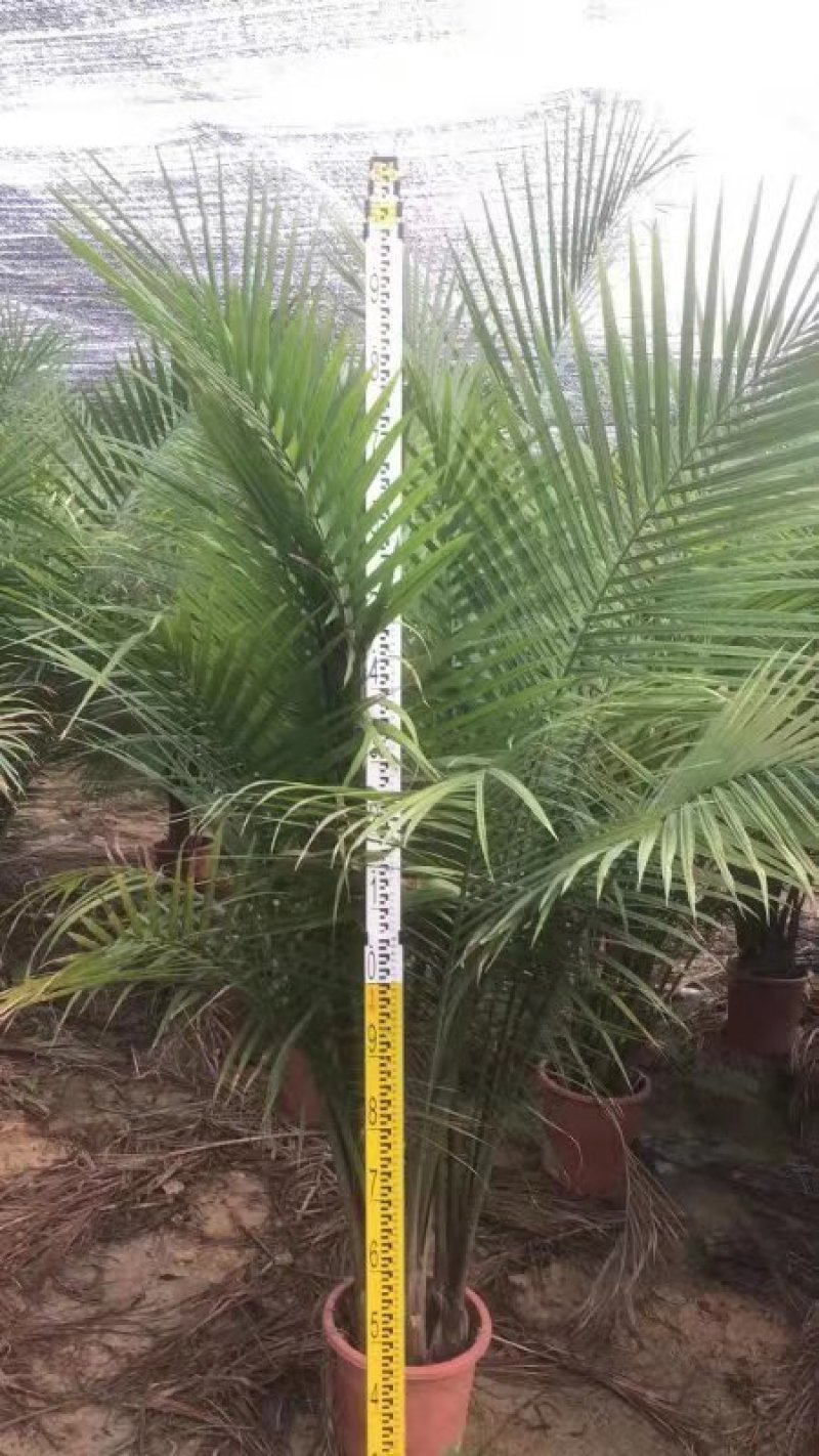 国王椰子基地直销质量保证！
