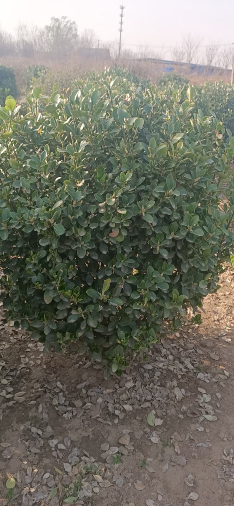 花灌木马上开花有需要联系