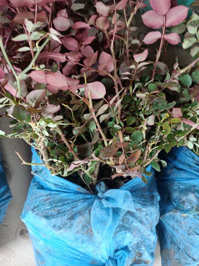 花灌木马上开花有需要联系