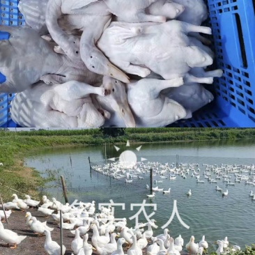 白鸭白条鸭批发现捉现杀生鲜发出保证新鲜质量