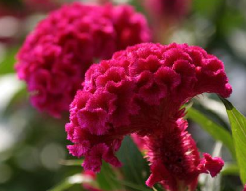 新产鸡冠花种子鸡冠花籽一棵为一斤可在线交易
