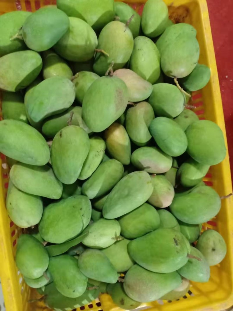 云南精品头茬台农芒果贵妃芒果大量供应超市社区团购预订中