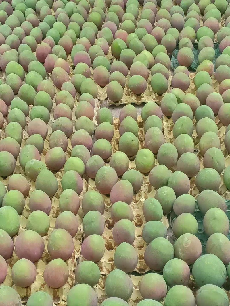 云南精品头茬台农芒果贵妃芒果大量供应超市社区团购预订中