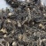 灵仙威灵仙干净通货量大优惠欢迎下单代抓各种药方