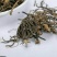 灵仙威灵仙干净通货量大优惠欢迎下单代抓各种药方