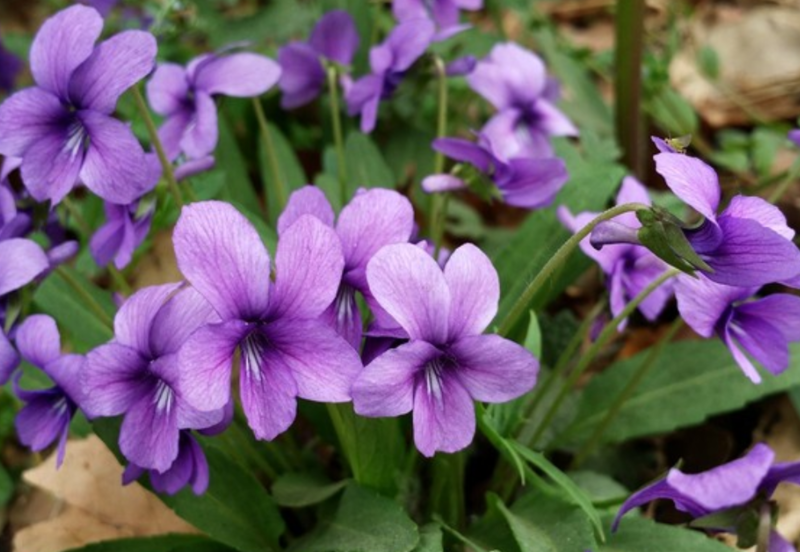 新产紫花地丁籽紫花地丁种子甜地丁籽多年生可在线交易