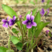 新产紫花地丁籽紫花地丁种子甜地丁籽多年生可在线交易