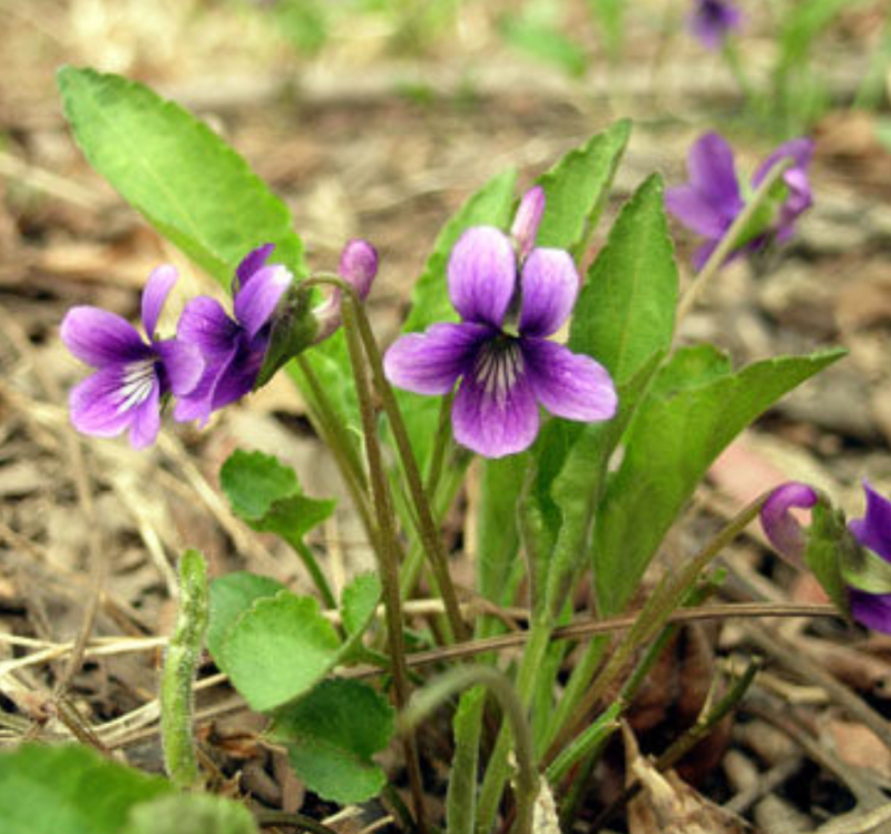 新产紫花地丁籽紫花地丁种子甜地丁籽多年生可在线交易