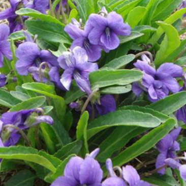 新产紫花地丁籽紫花地丁种子甜地丁籽多年生可在线交易