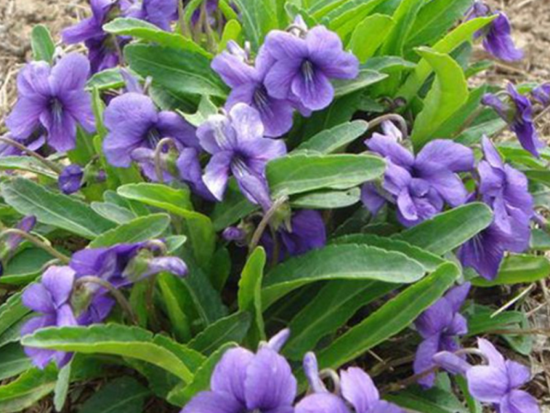 新产紫花地丁籽紫花地丁种子甜地丁籽多年生可在线交易
