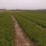 联系我营养袋侧柏高度15-50营养袋土球苗裸根都有货