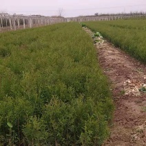 联系我营养袋侧柏高度15-50营养袋土球苗裸根都有货