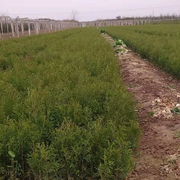 联系我营养袋侧柏高度15-50营养袋土球苗裸根都有货