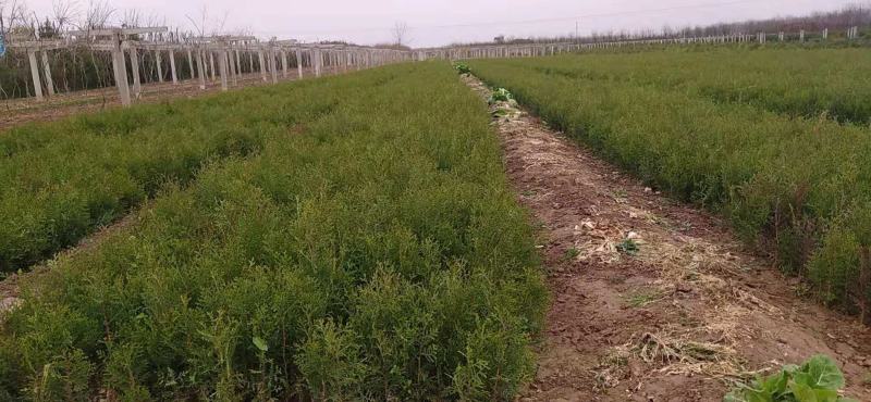 联系我营养袋侧柏高度15-50营养袋土球苗裸根都有货