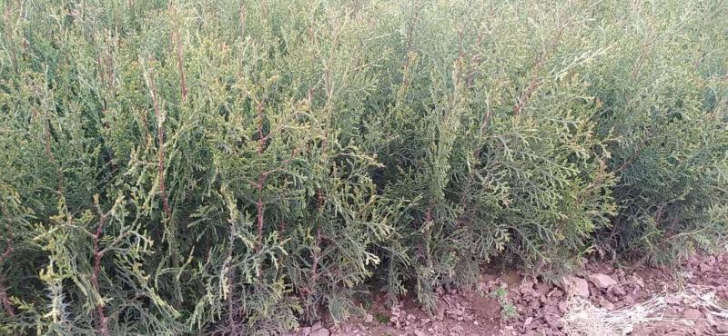 联系我营养袋侧柏高度15-50营养袋土球苗裸根都有货