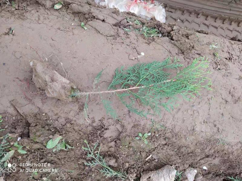 联系我营养袋侧柏高度15-50营养袋土球苗裸根都有货