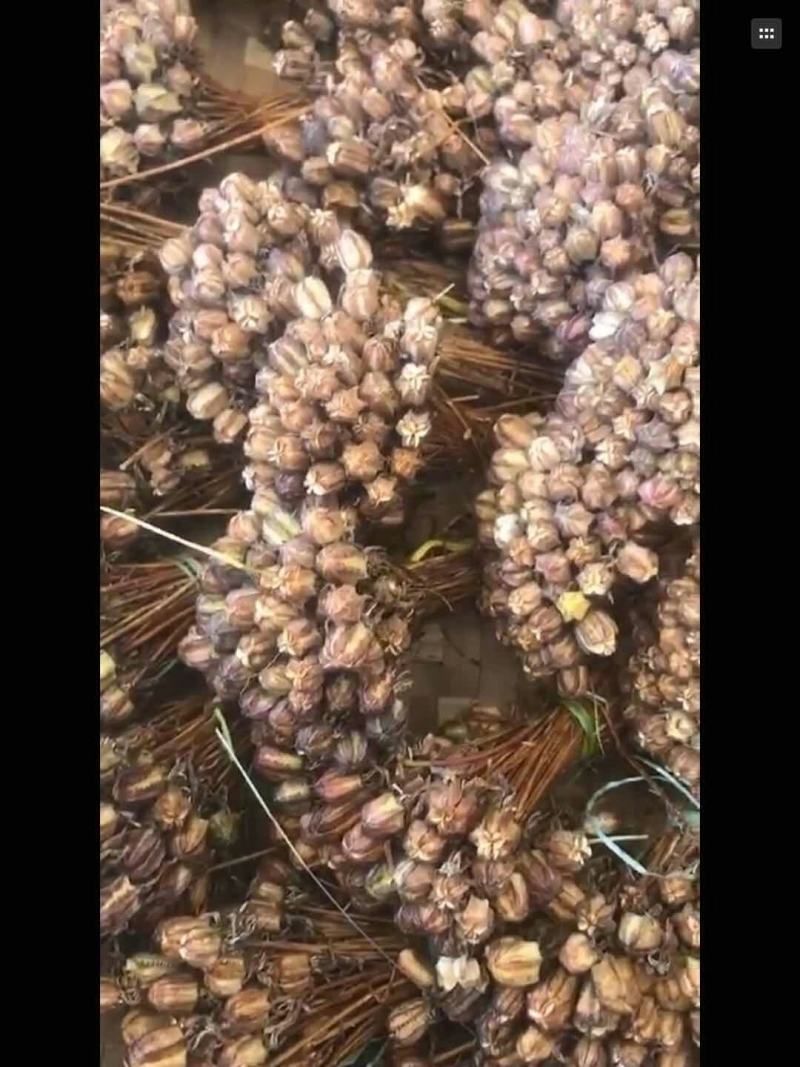 川贝种子，产地一手货源，正宗天然种子，在我这够卖种子，可