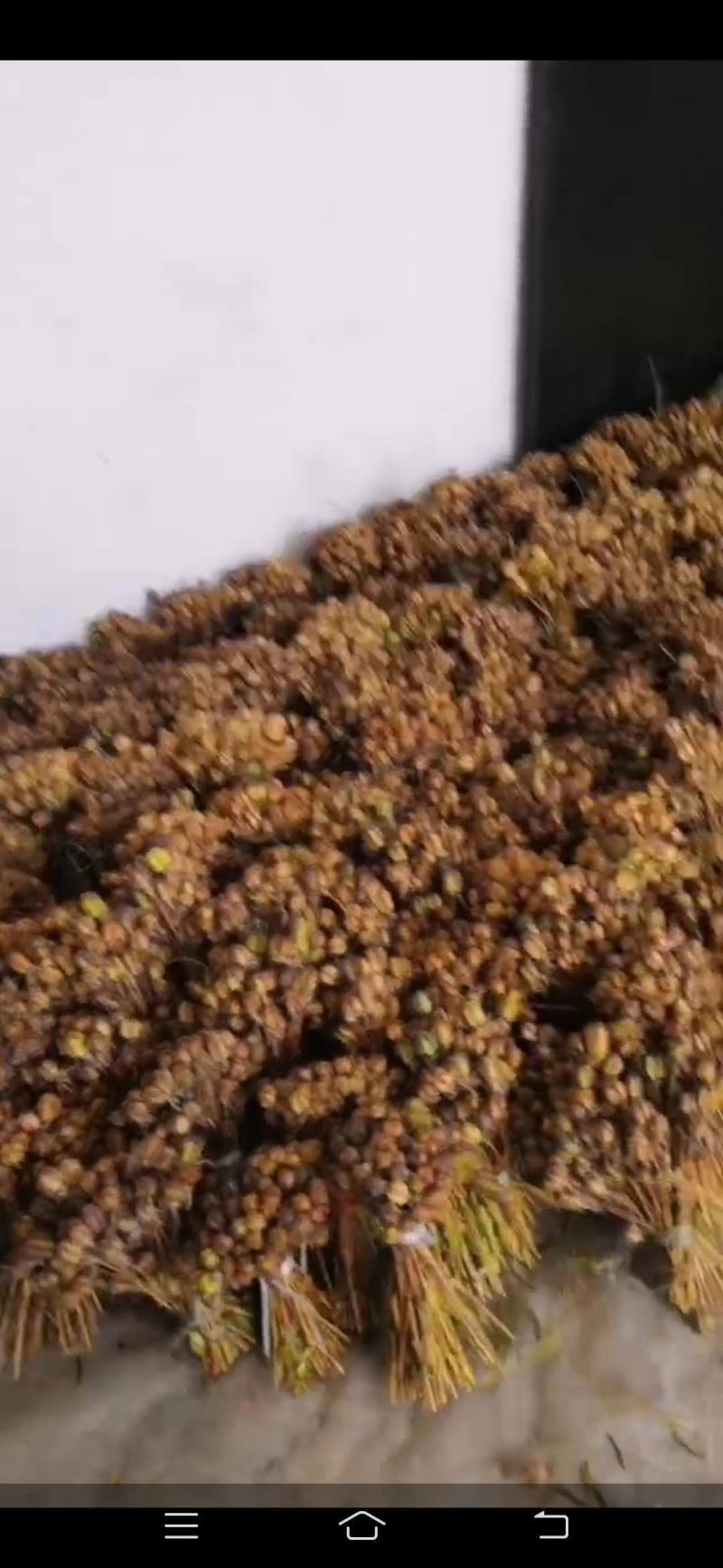 川贝种子，产地一手货源，正宗天然种子，在我这够卖种子，可