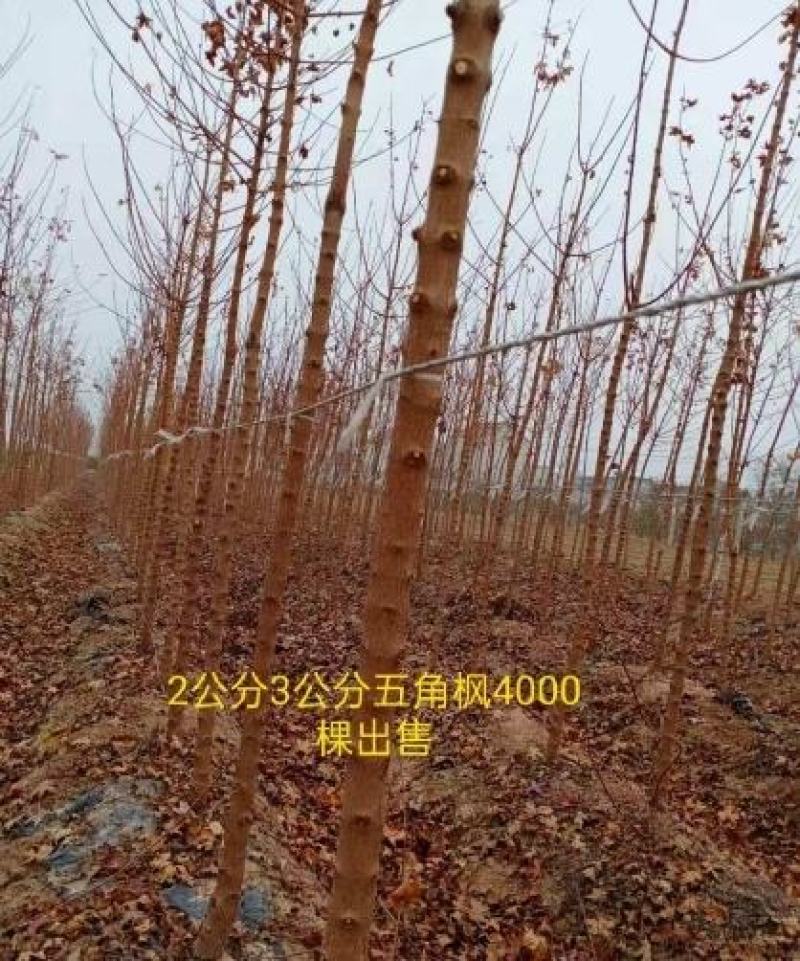 大量出售精品一级五角枫2～5公分的5万棵