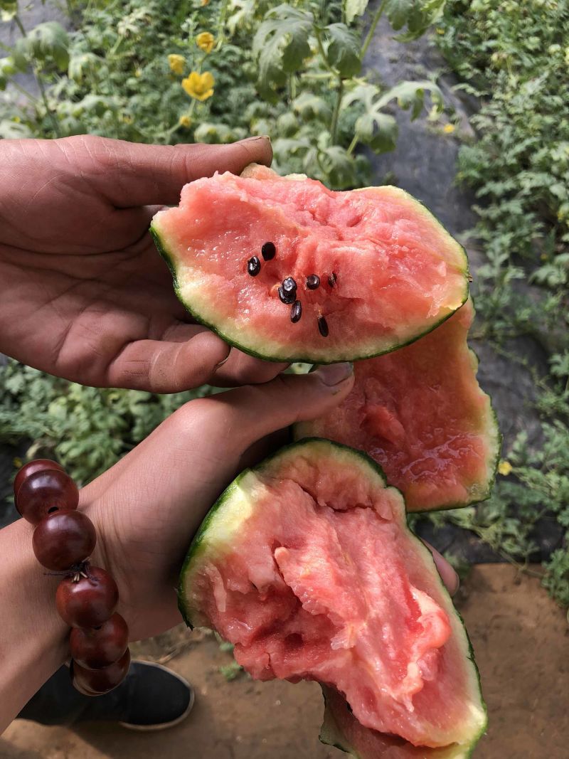 山东仁风富硒西瓜，小兰富硒西瓜，基地大量供应
