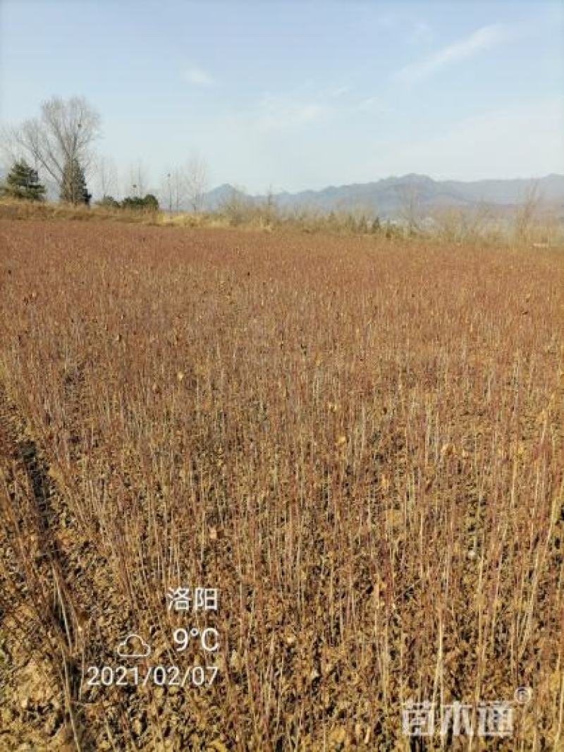 山萸肉树苗茱萸苗枣皮树苗山茱萸苗基地直发