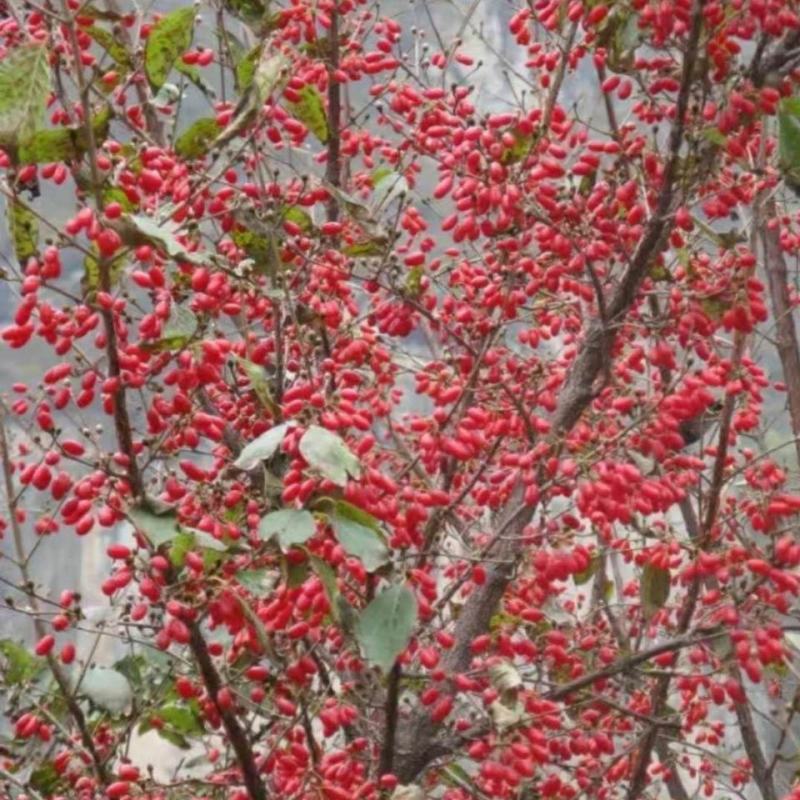 山萸肉树苗茱萸苗枣皮树苗山茱萸苗基地直发