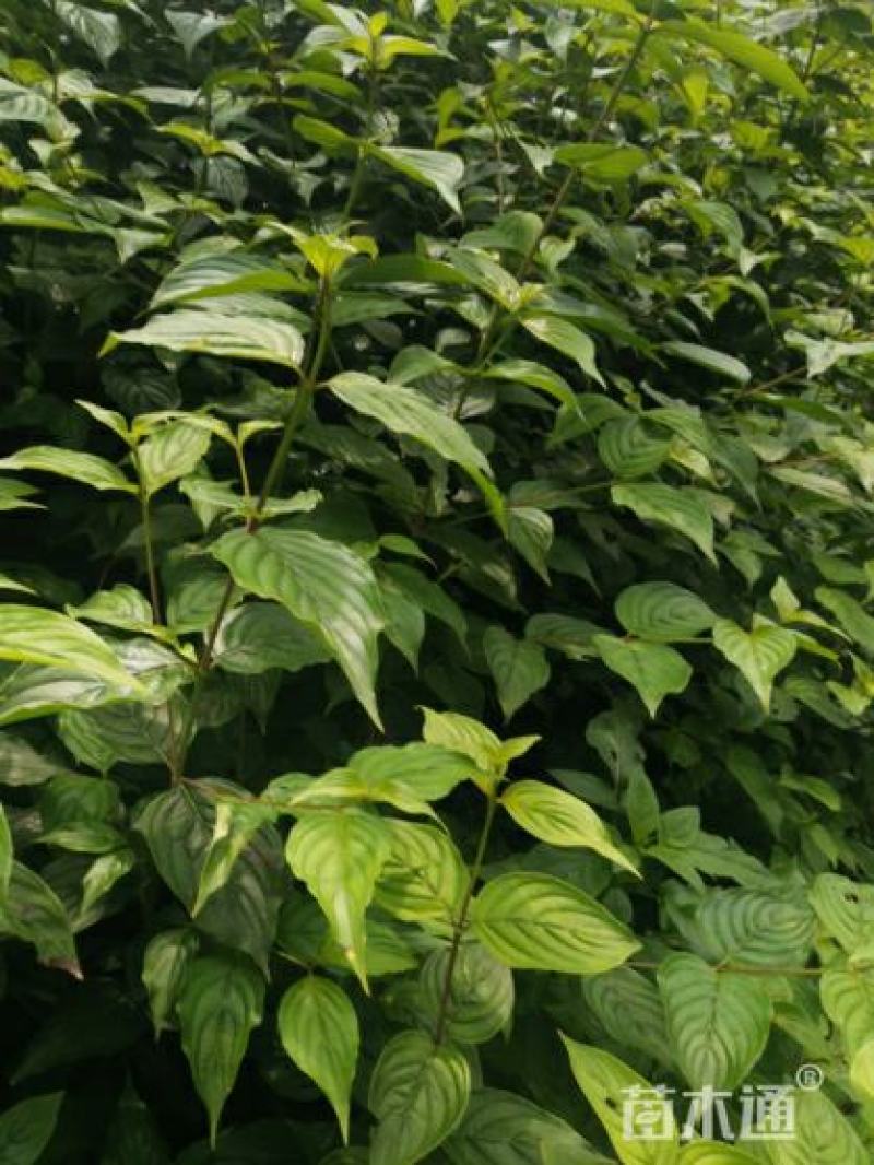 山萸肉树苗茱萸苗枣皮树苗山茱萸苗基地直发
