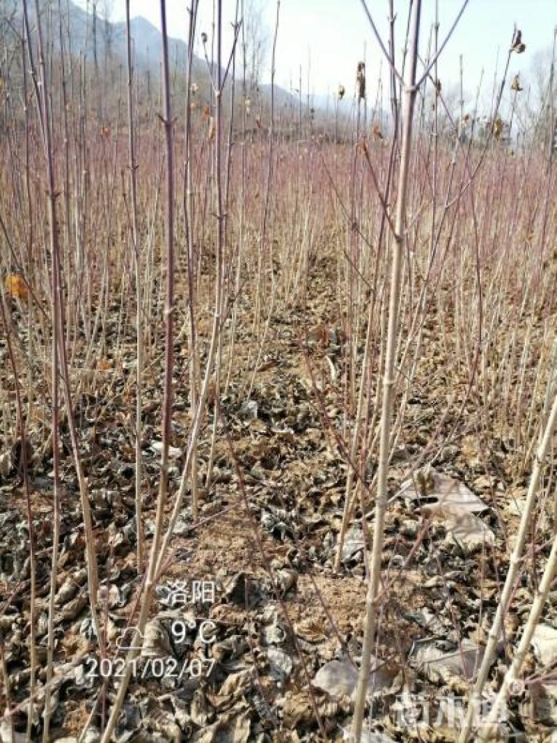 山萸肉树苗茱萸苗枣皮树苗山茱萸苗基地直发