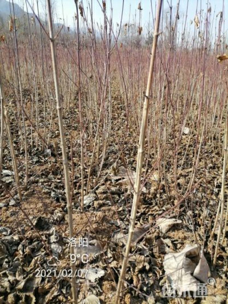 山萸肉树苗茱萸苗枣皮树苗山茱萸苗基地直发