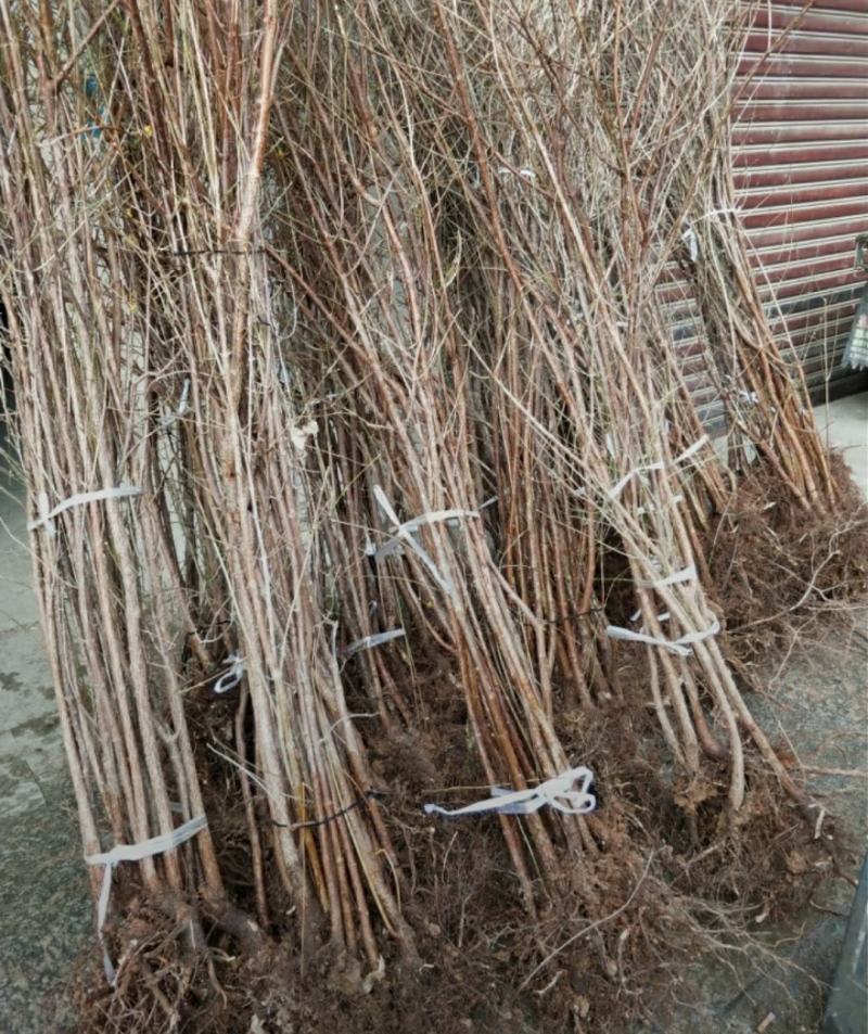 山萸肉树苗茱萸苗枣皮树苗山茱萸苗基地直发