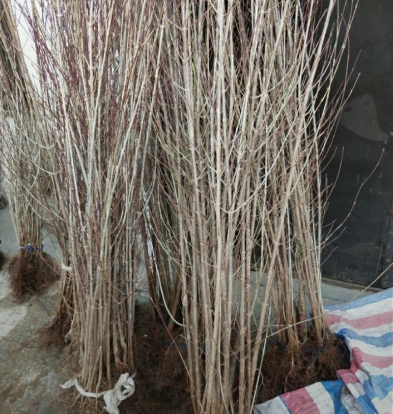 山萸肉树苗茱萸苗枣皮树苗山茱萸苗基地直发