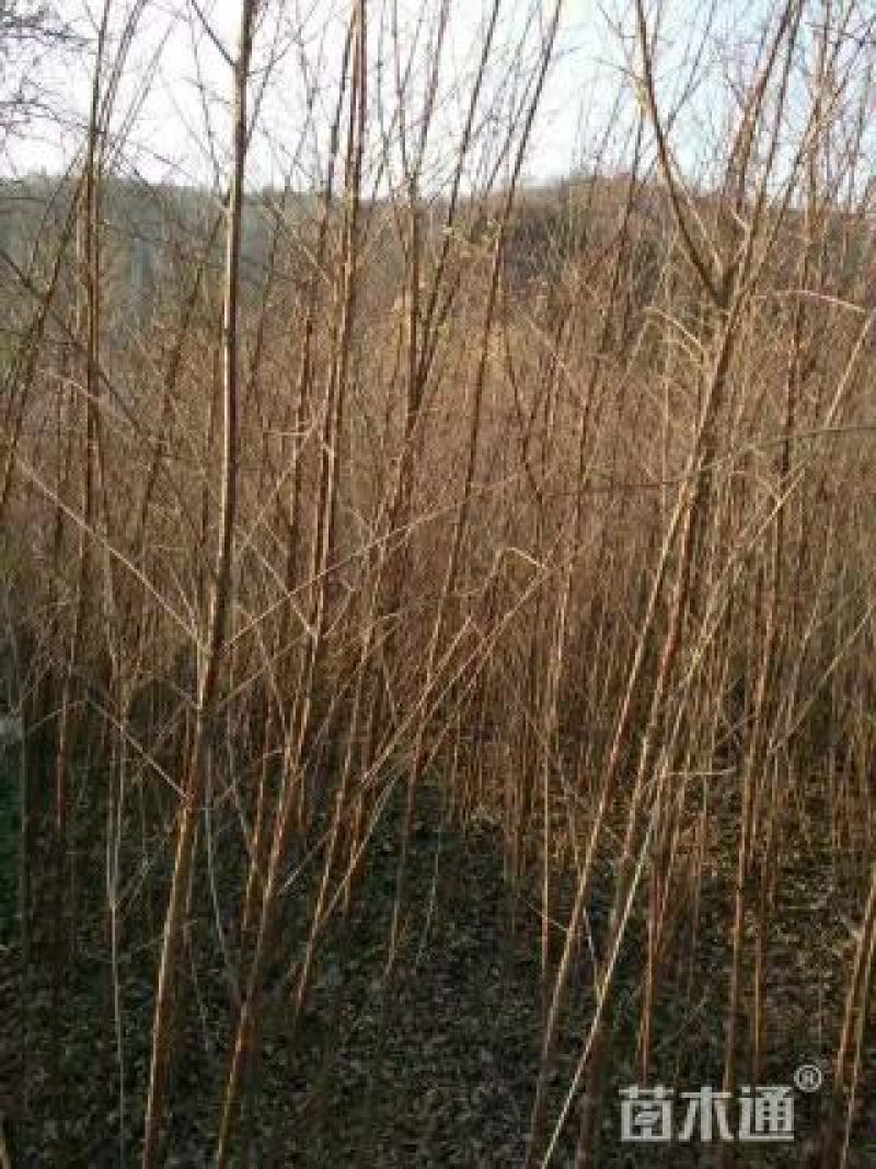 山萸肉树苗茱萸苗枣皮树苗山茱萸苗基地直发