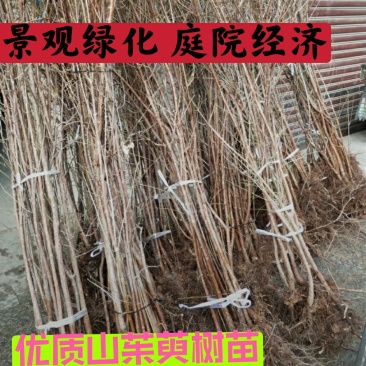 山萸肉树苗茱萸苗枣皮树苗山茱萸苗基地直发