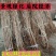 山萸肉树苗茱萸苗枣皮树苗山茱萸苗基地直发