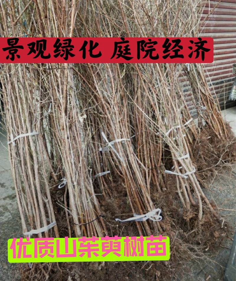山萸肉树苗茱萸苗枣皮树苗山茱萸苗基地直发