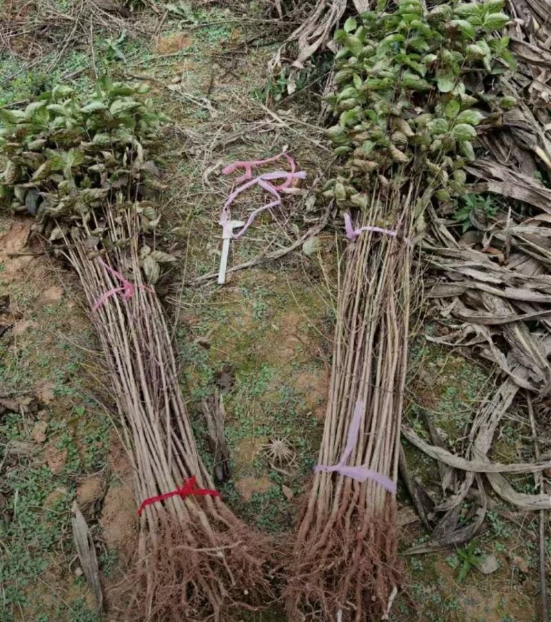 山萸肉树苗茱萸苗枣皮树苗山茱萸苗基地直发