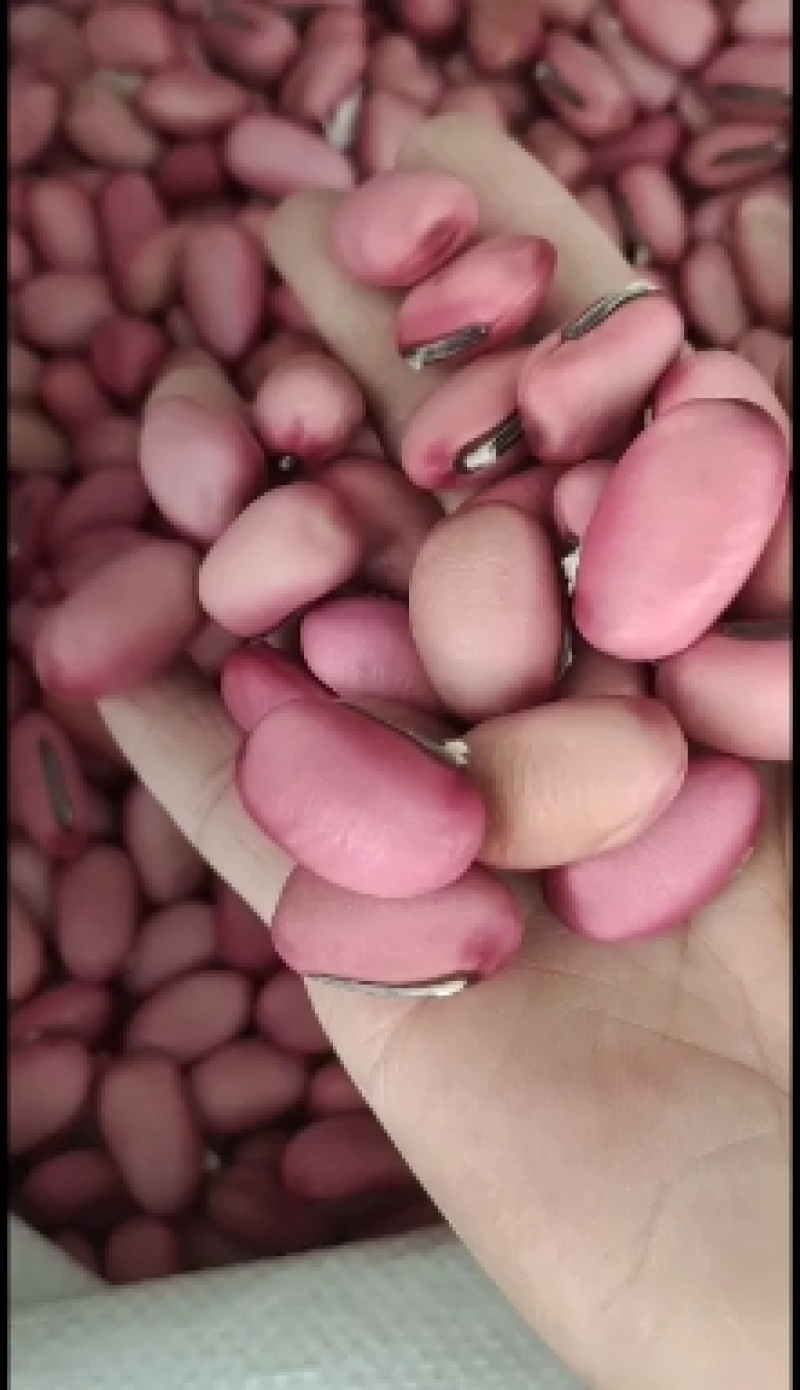 新货红刀豆选货红豆豆货源充足，可各地发货