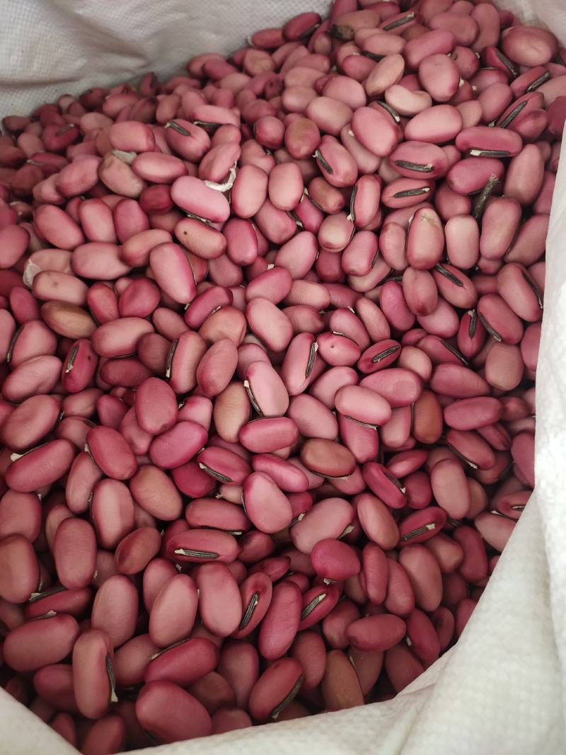 新货红刀豆选货红豆豆货源充足，可各地发货