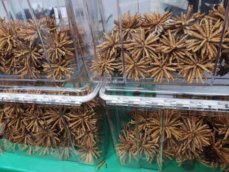 冬虫夏草，产地一手货源。