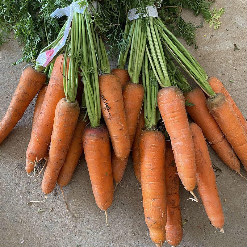 【一件代发】沙地胡萝卜新鲜蔬菜红萝卜农家现挖现发蔬菜包邮