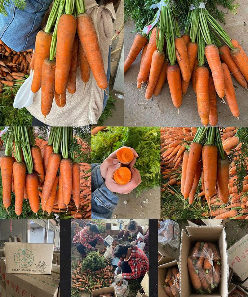 【一件代发】沙地胡萝卜新鲜蔬菜红萝卜农家现挖现发蔬菜包邮