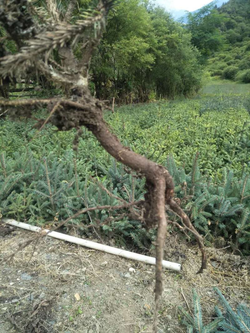 松树苗，量大从优，产地一手货源。