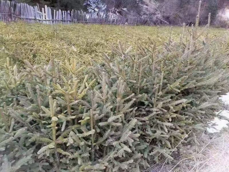 松树苗，量大从优，产地一手货源。