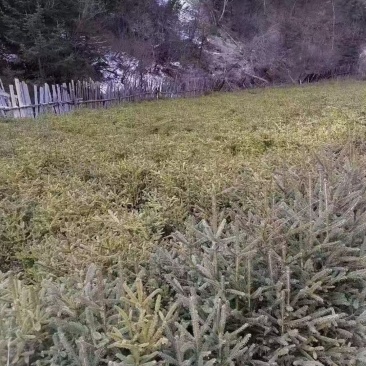 松树苗，量大从优，产地一手货源。