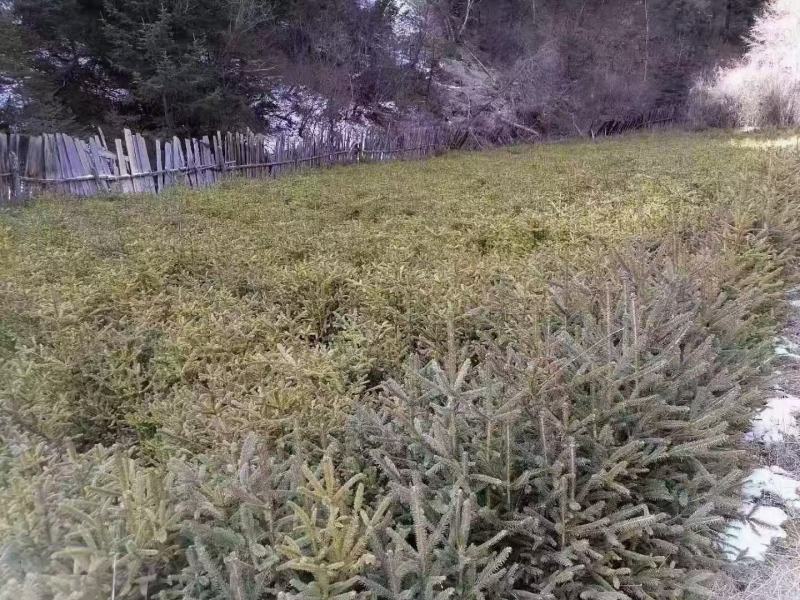 松树苗，量大从优，产地一手货源。