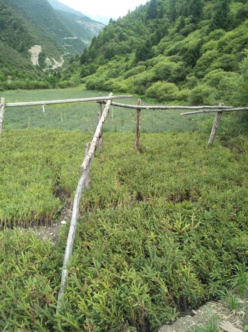 松树苗，量大从优，产地一手货源。
