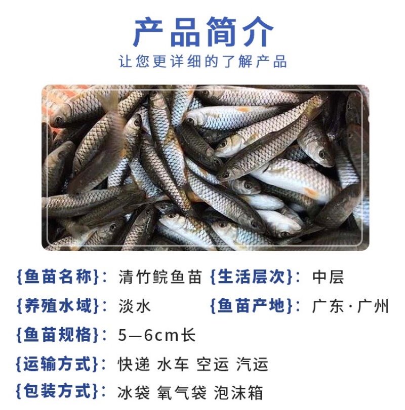 优质光倒刺鲃鱼苗青竹皖鱼苗河坚鱼苗军鱼苗坑坚光眼淡水鱼苗