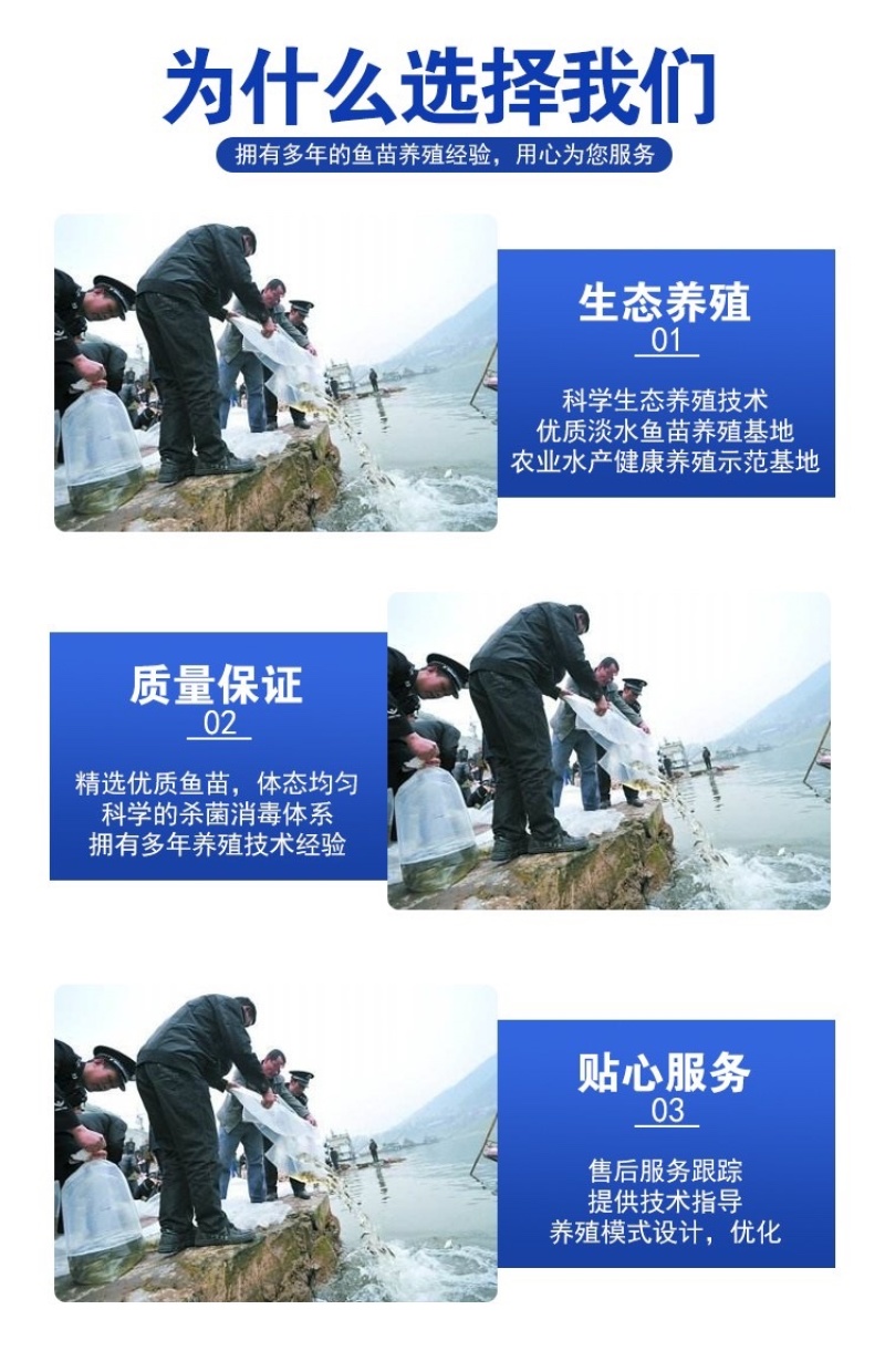 优质光倒刺鲃鱼苗青竹皖鱼苗河坚鱼苗军鱼苗坑坚光眼淡水鱼苗