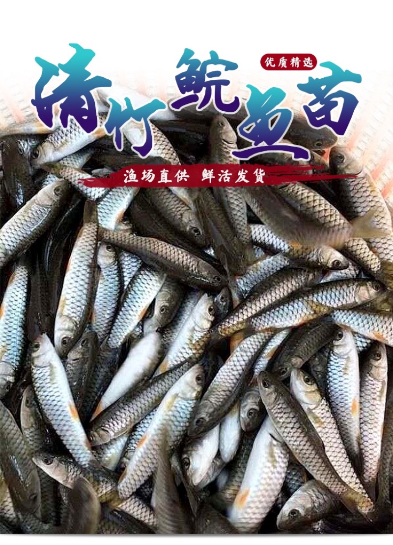 优质光倒刺鲃鱼苗青竹皖鱼苗河坚鱼苗军鱼苗坑坚光眼淡水鱼苗